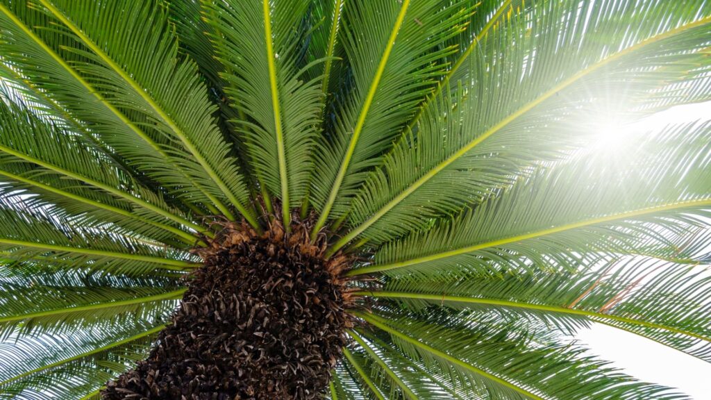 The Socio-Environmental Benefits of Sago: A Sustainable Crop for Our Future